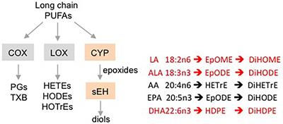 Dimethyl Sulfoxide Decreases Levels of Oxylipin Diols in Mouse Liver